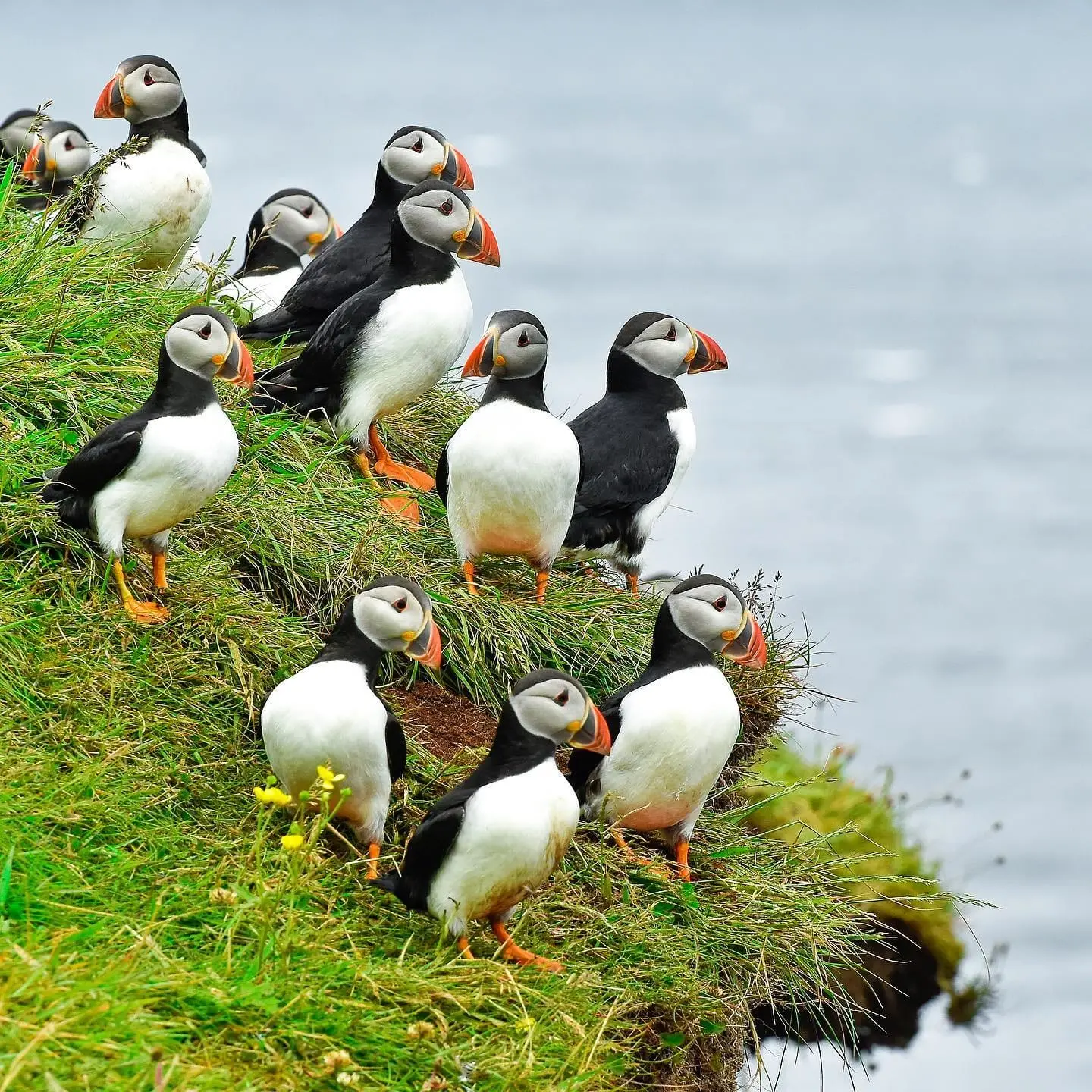 Puffins on Mykines